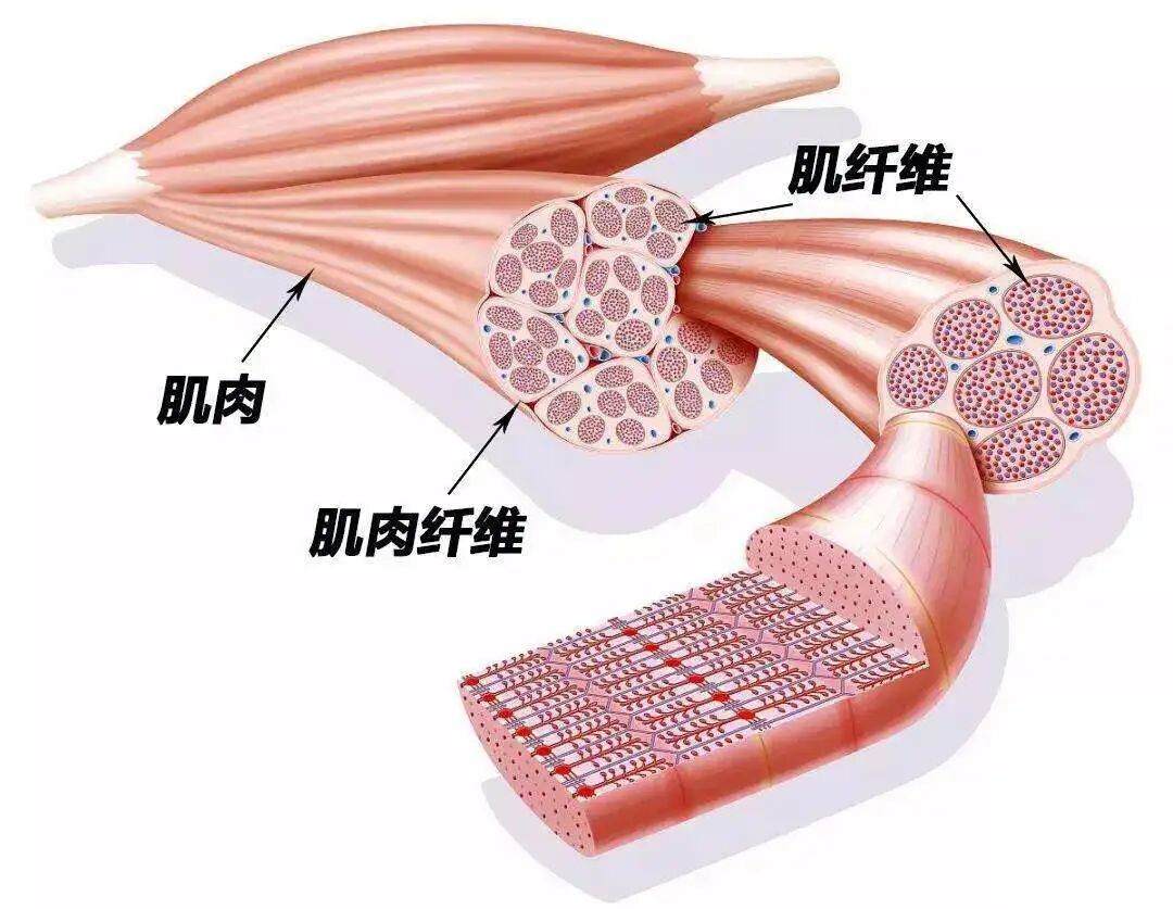 为什么选择双相波【理疗进阶】为什么你做的低频电疗效果不好？参数要这样调！_https://www.jmylbn.com_新闻资讯_第11张