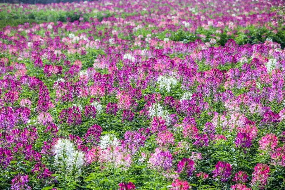 大鹏门票第2波限5000张199元抢2020美丽乡村百花节踏春赏花门票售完即