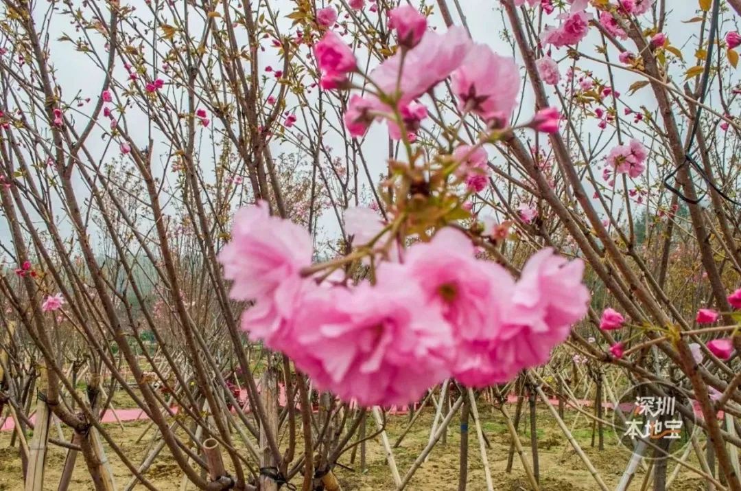 3月踏青賞花季！深圳這個好去處很多人還不知道！各種花海美翻了！ 旅遊 第30張