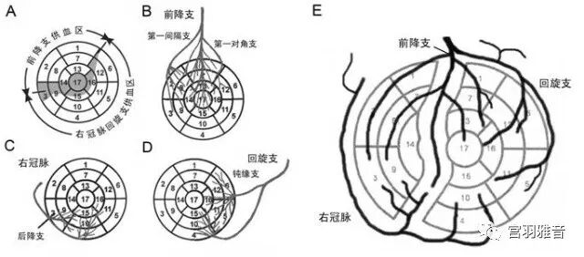心电图mm单位怎么读12导、15导、18导连接示意图及心脏各壁超声解剖位置与心电图导联对应关系_https://www.jmylbn.com_新闻资讯_第12张