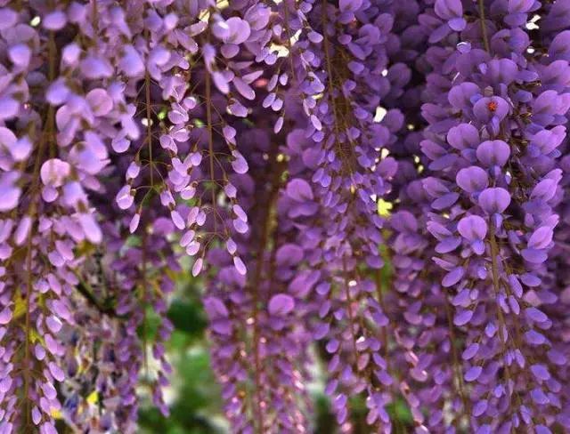 如何培育紫藤花盆景？其实很简单，只要做好这