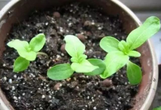 客廳養花時，撒一點「碎末」在盆里，比肥料厲害1倍，養什麼旺什麼！ 家居 第3張