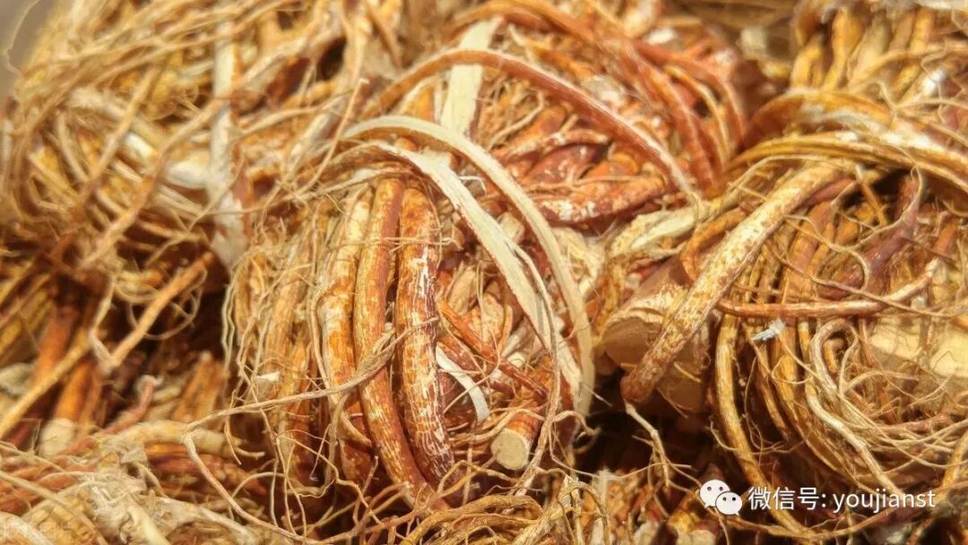 广东人的养生三宝提神祛湿养气血泡茶煮汤养生样样精通