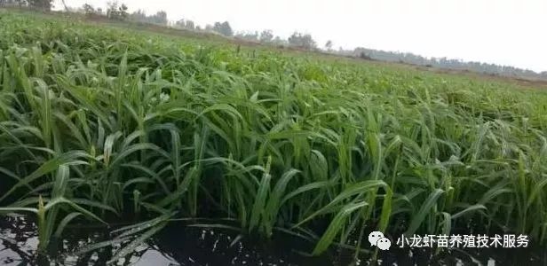 池中水草少 虾壳变红该怎么办 行业动态 小龙虾苗 龙虾苗批发 小龙虾种苗 淡水龙虾苗 龙虾苗价格 盱眙众益生态龙虾产业有限公司