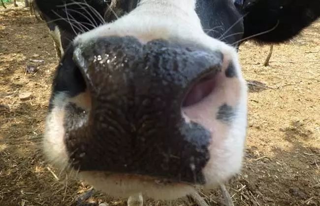 牛鼻出血的症状