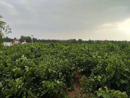 登錄查看大圖