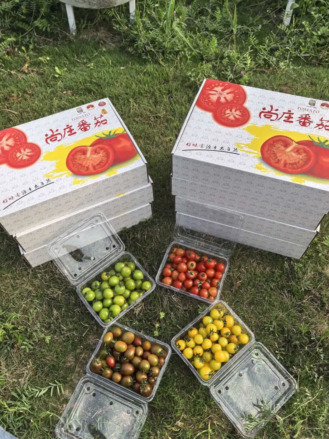 特产：尚庄番茄.jpg