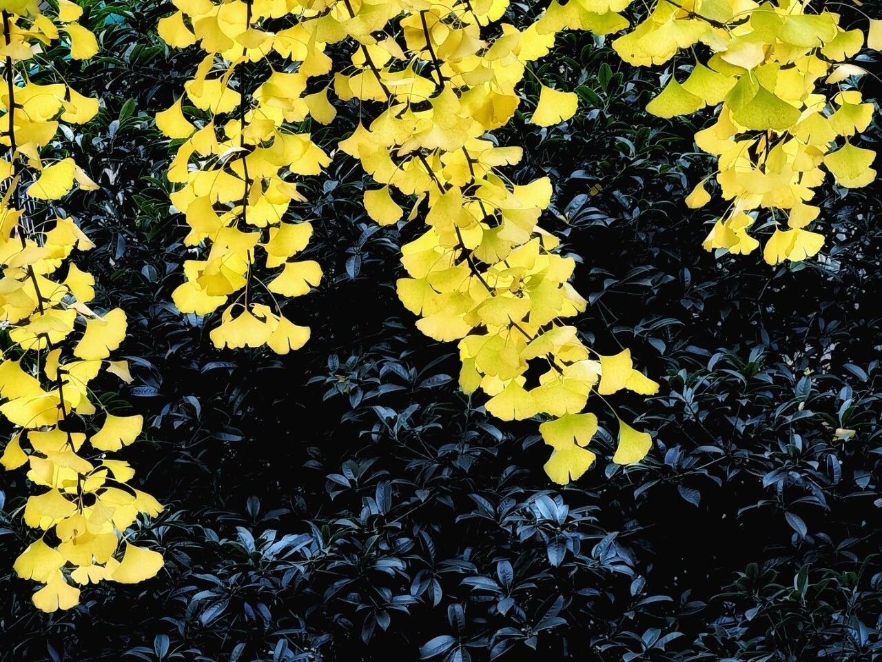 【青春语文·卢望军思想的芦苇】赠