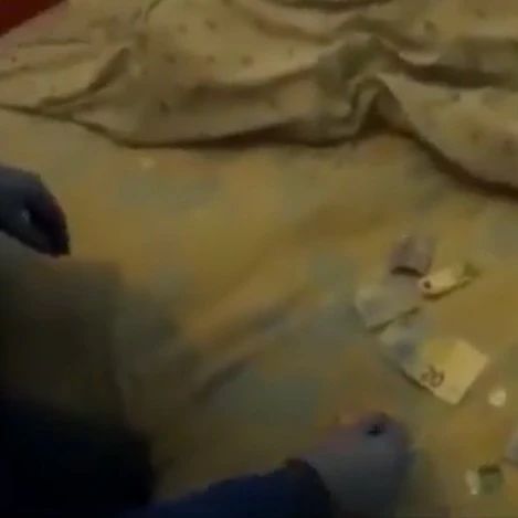 （视频）Padova 两华人因贩毒被逮捕，2万欧毒品被没收