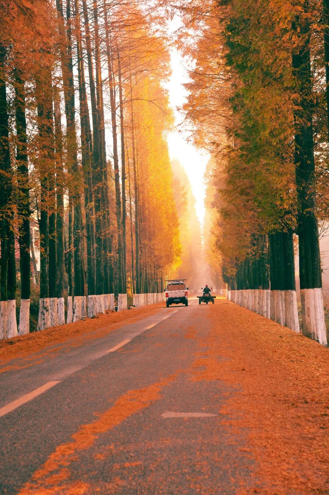 到利川看网红水杉公路赏深秋醉美的风景好看到cry