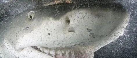 鲨鱼真的会“微笑”吗？别被这种看上去像笑的东西蒙骗了