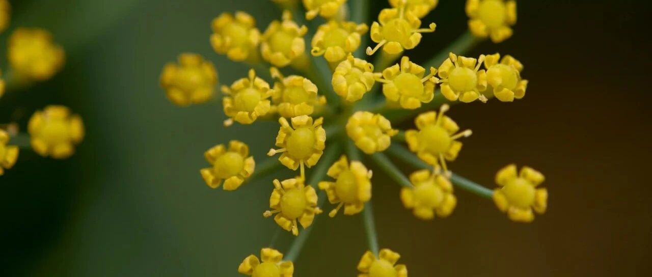 既是香料又是厌食剂？揭开茴香的双重身份