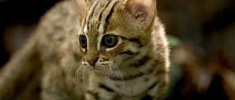 这猫可爱想养？它肚子里都是蛔虫