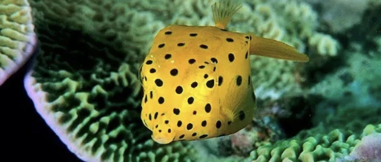 猛犸的故事们 | 虽然很方，但是……