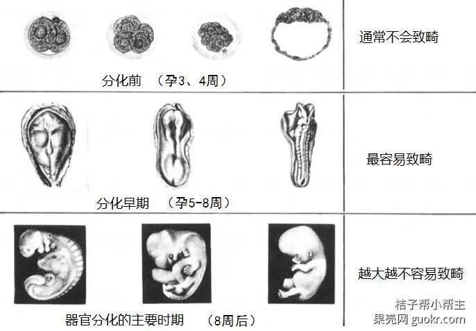 懷孕需要改變什麼—（13）X光片和CT 親子 第4張