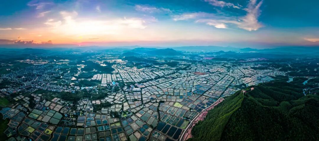 高要区莲塘镇罗氏沼虾"万亩虾塘".