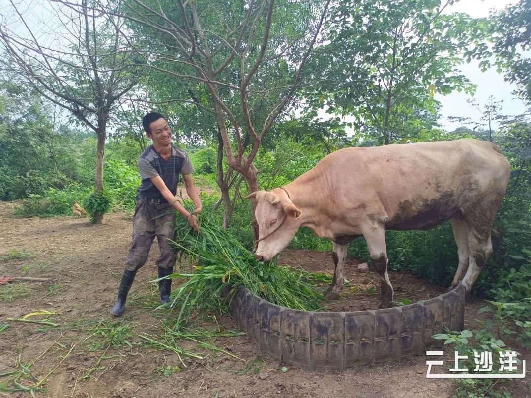 致富经牛_致富牛人四川乡村_致富牛人