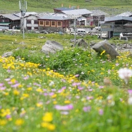 夏季党岭，邂逅一场20℃的清凉梦境