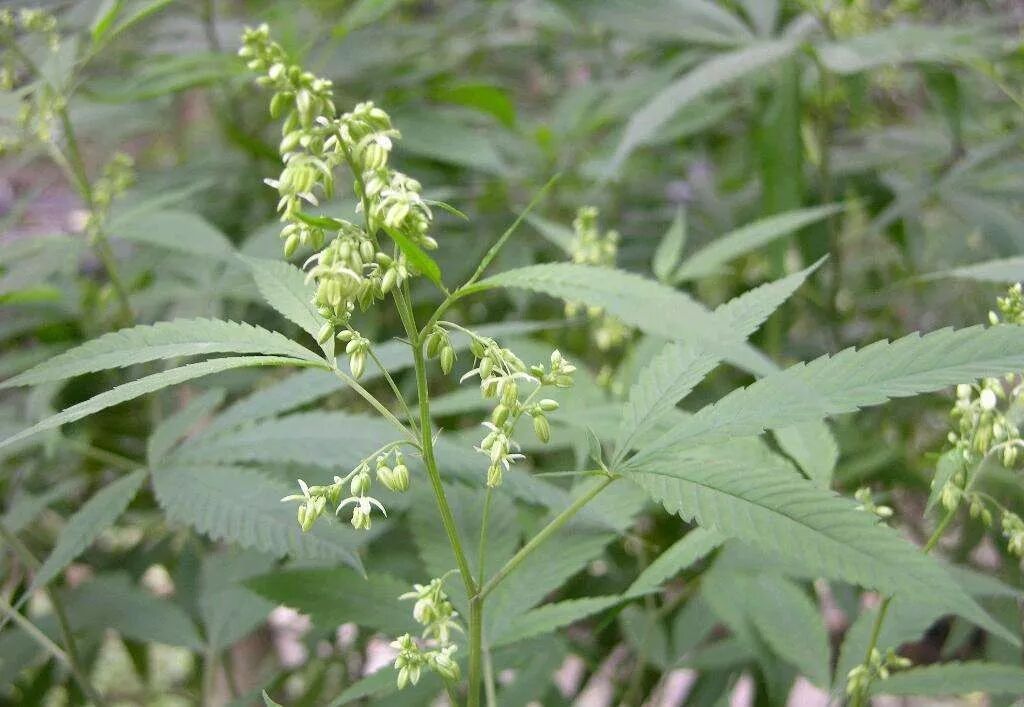 五谷不分_易花得木_玉林新闻