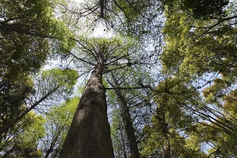 松柏本孤直,难为桃李颜(原创首发)