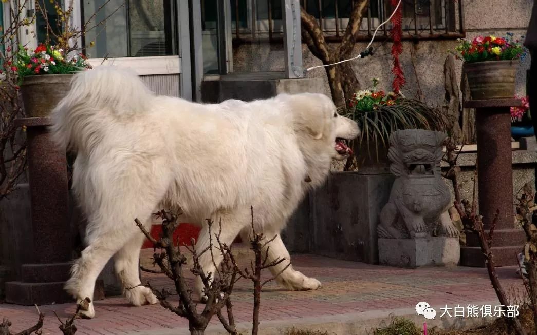 被丢在空无一人的房子里独自生活大白熊,一年后的它大变样了