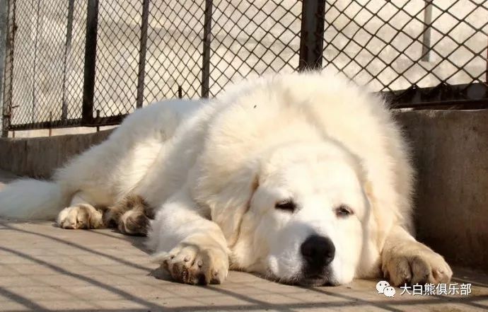 拥有着庞大的身体 大白熊犬的战斗力如何 打猎独斗孤狼和野熊 大白熊俱乐部 微信公众号文章阅读 Wemp