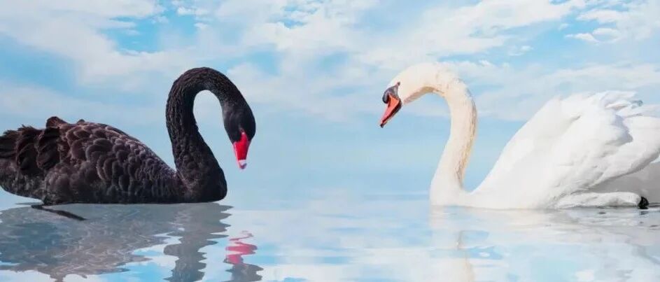 这个国庆假期，世界必须警惕的三只黑天鹅！