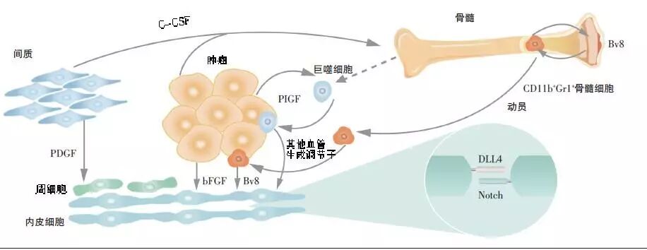 人血管内皮生长因子vegf的临床应用
