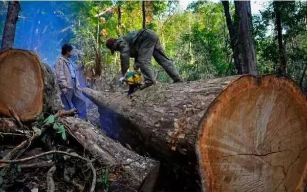 以“德”服人的缅甸花梨木，市场潜力无限！