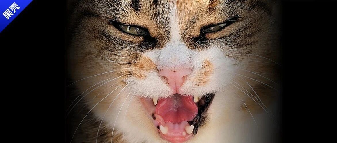 炸毛了！一只怒发冲冠的猫身上，发生了什么？