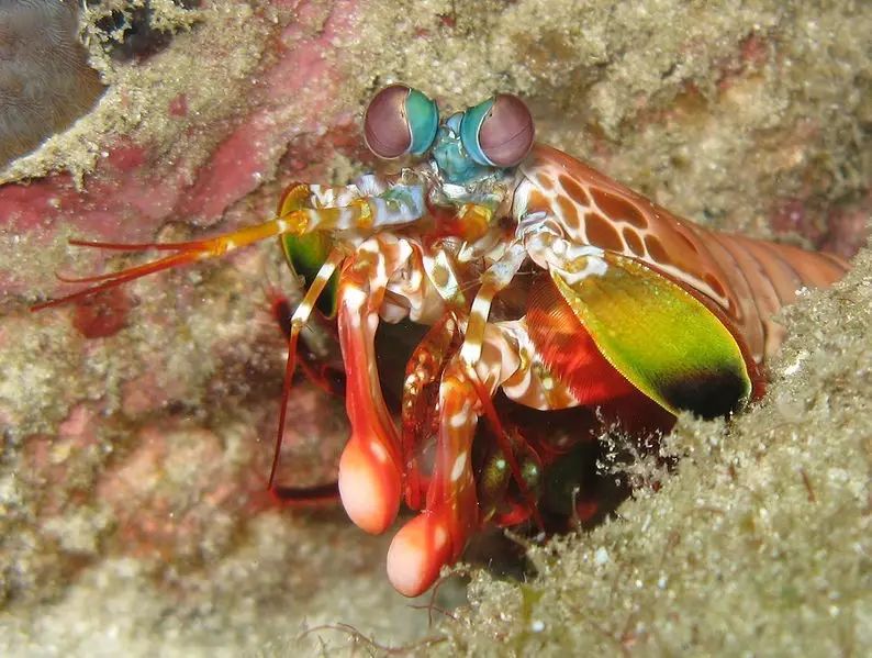 尖刺糙虾蛄图片