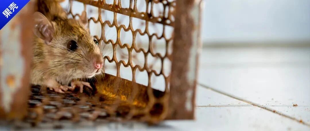 西安发现多例出血热，那草莓还能吃吗？