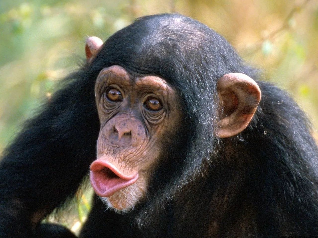 猩猩猴子都沒有下巴 人類為什麼會有 果殼網 微文庫