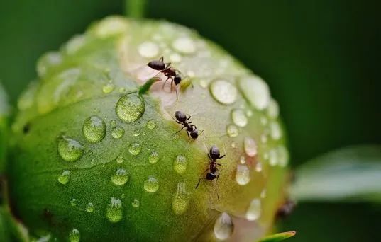 世间进化生物是什么_世界生物进化_世间生物进化