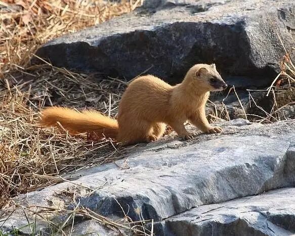 黄鼠狼:凭什么要我拜年?你们连我的照片都搞错!