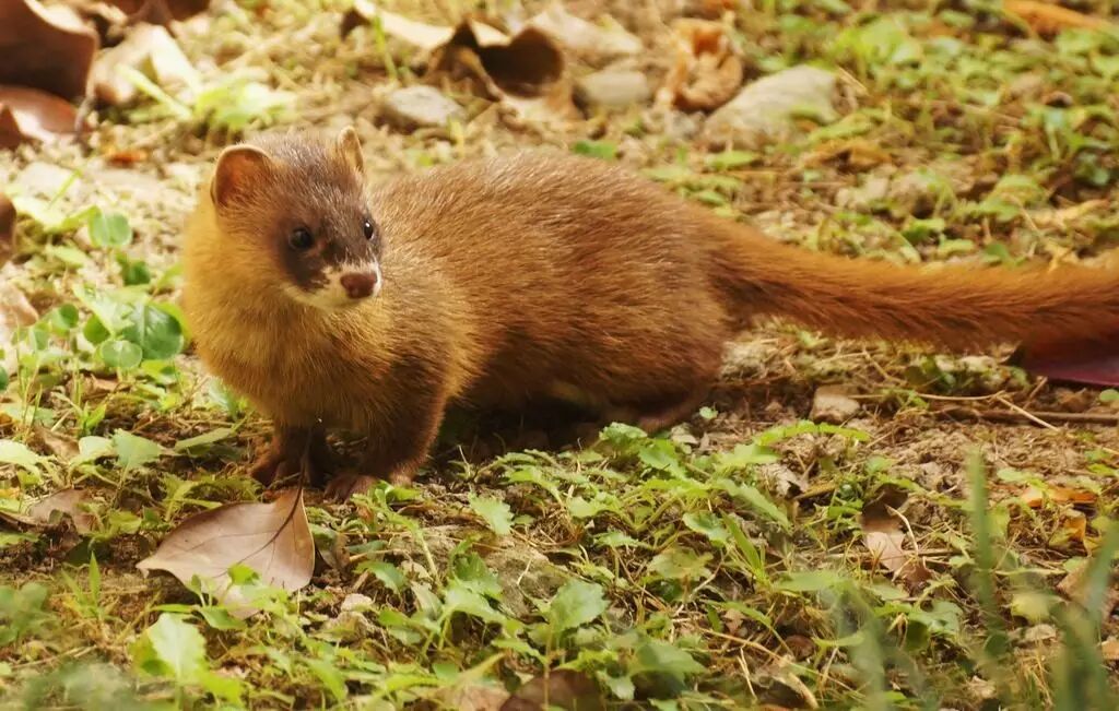 黄鼠狼:凭什么要我拜年?你们连我的照片都搞错!