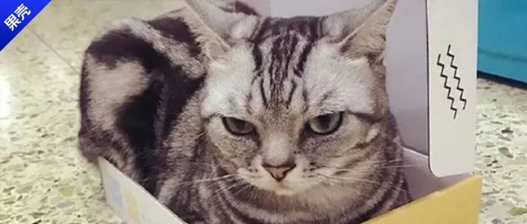 一个常识：盒子放久了会长出猫！为什么啊？