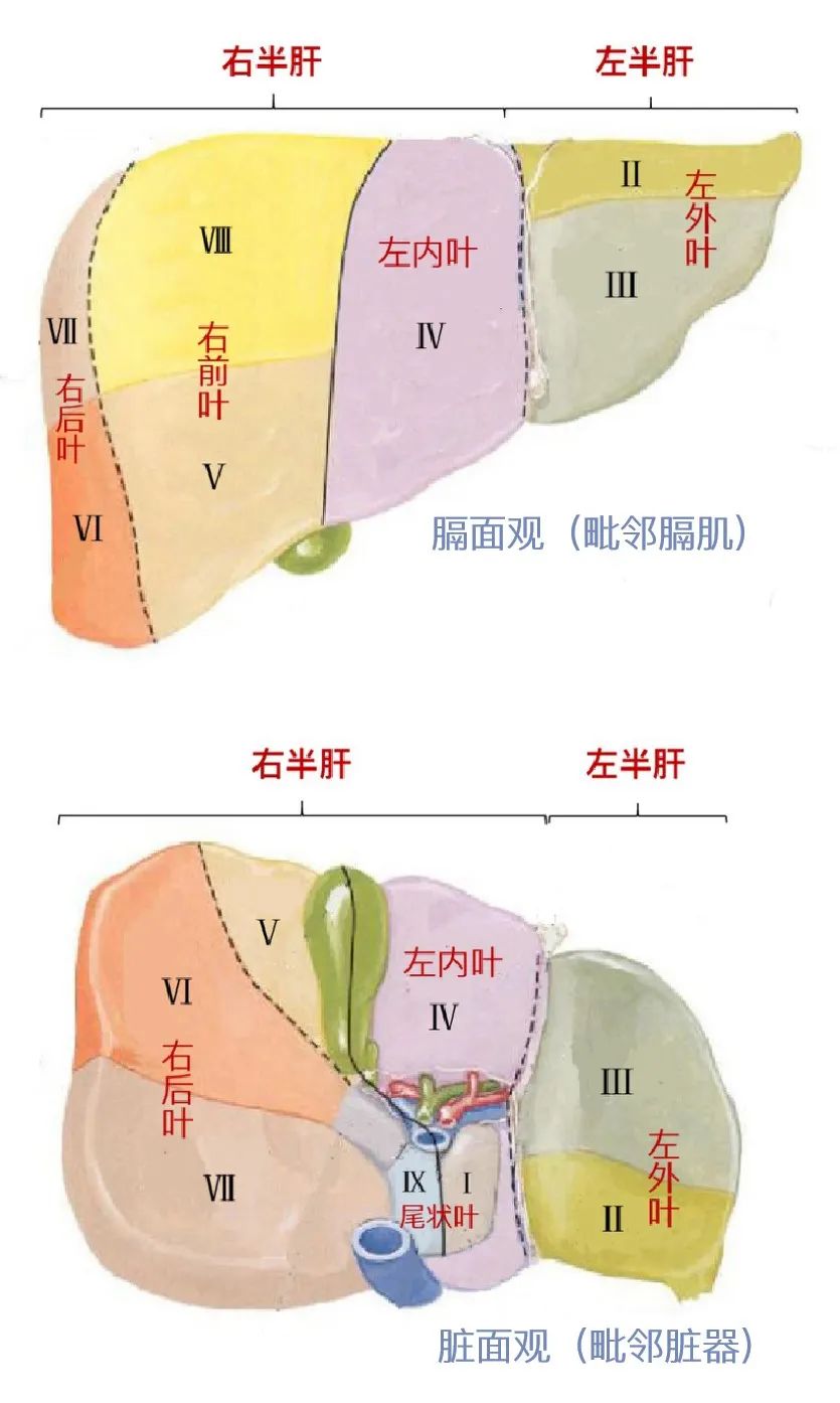 肝脏被分左,右半肝,五叶,Ⅰ~Ⅸ九段