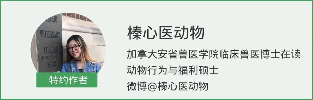 精心準備的生骨肉，反而是妨害貓狗健康的殺手！ 寵物 第6張