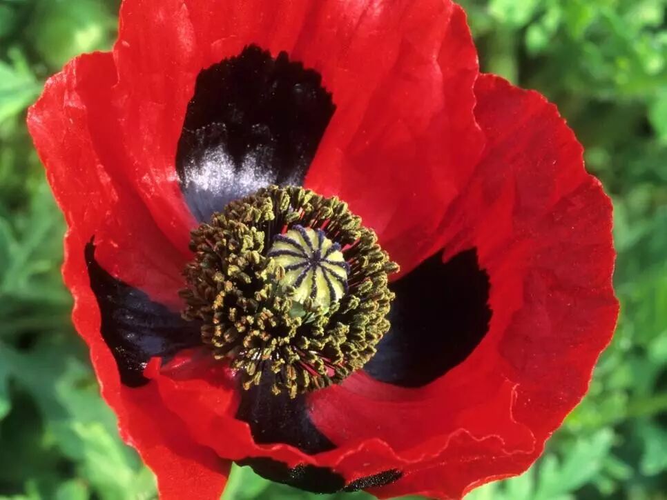 罂粟 大麻和古柯 毒品植物 生来就是魔鬼吗