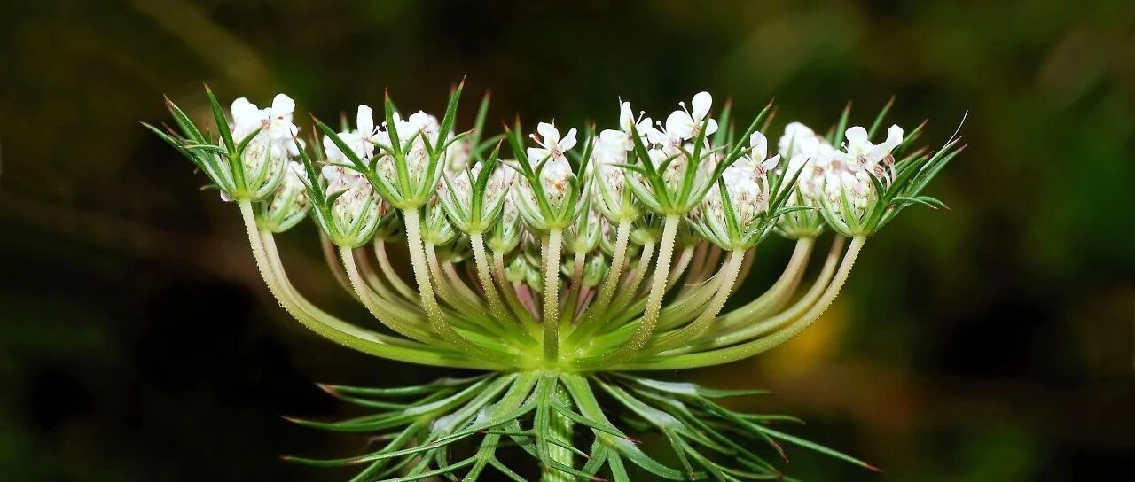 你看见的小野花，说不定就是你最爱吃的那道菜