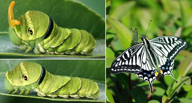 長得醜還蜇人的毛毛蟲 能變成美麗的蝴蝶 它才不會呢 果殼網 微文庫