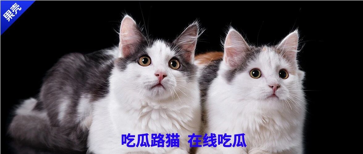 俩白猫竟生出小黑猫，是猫性扭曲还是道德沦丧？