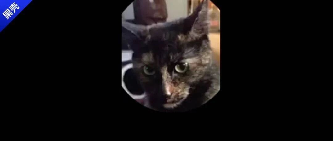 猫猫是开心还是难受？这个测试好多人都答错