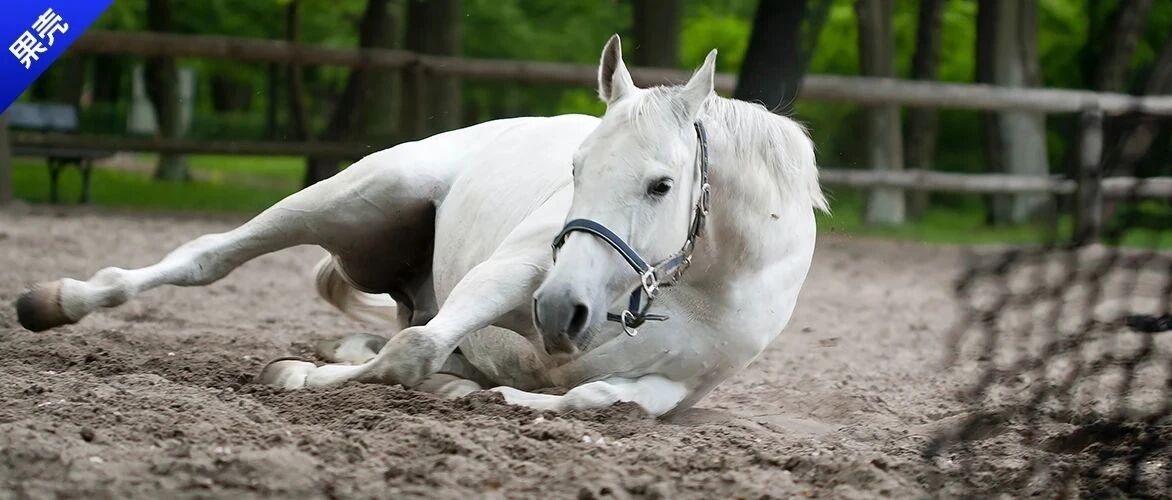 这是什么东西？能把马放倒！能把人……