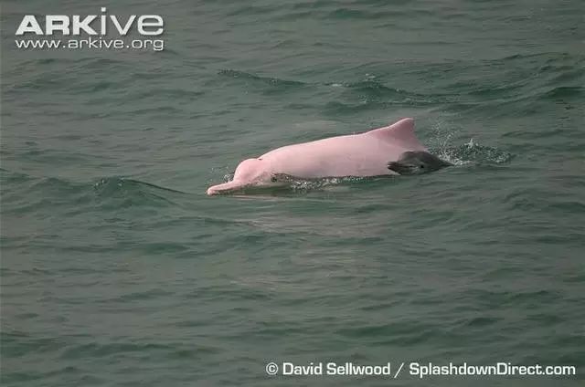 和幼崽一同游动的雌性白海豚图片来源:arkiveorg