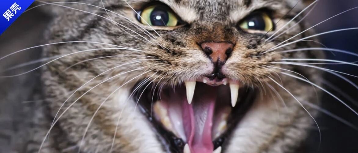 猫主子害怕去医院？可以试试这些办法