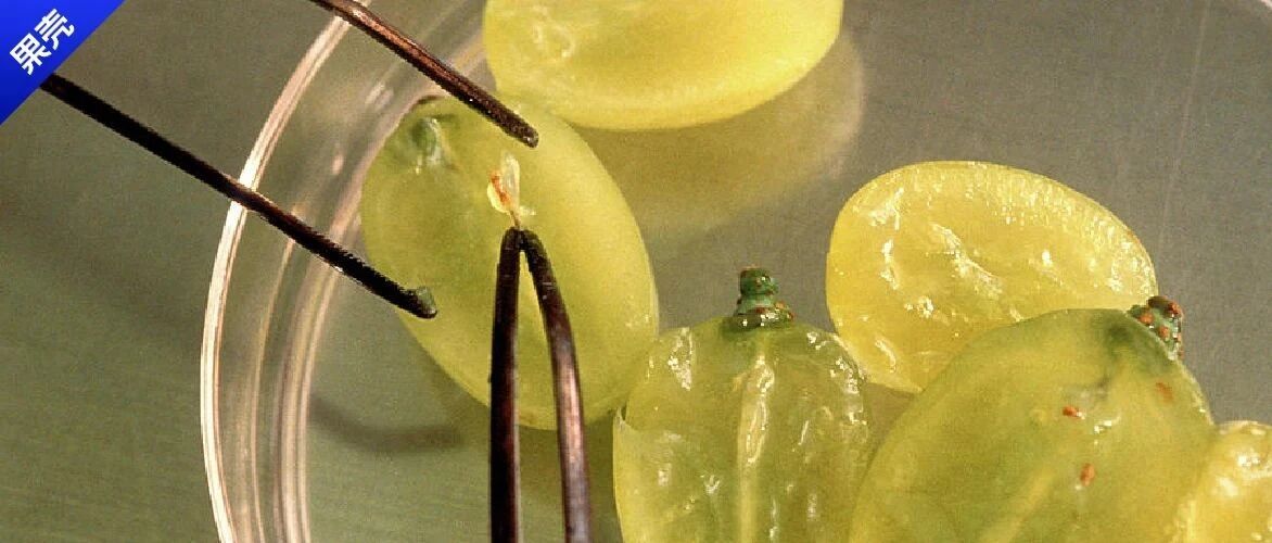 无籽葡萄没有种子怎么繁殖？靠剖腹产啊！
