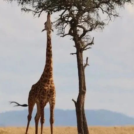 改写教科书：长颈鹿的长脖子，不是为了吃树叶？