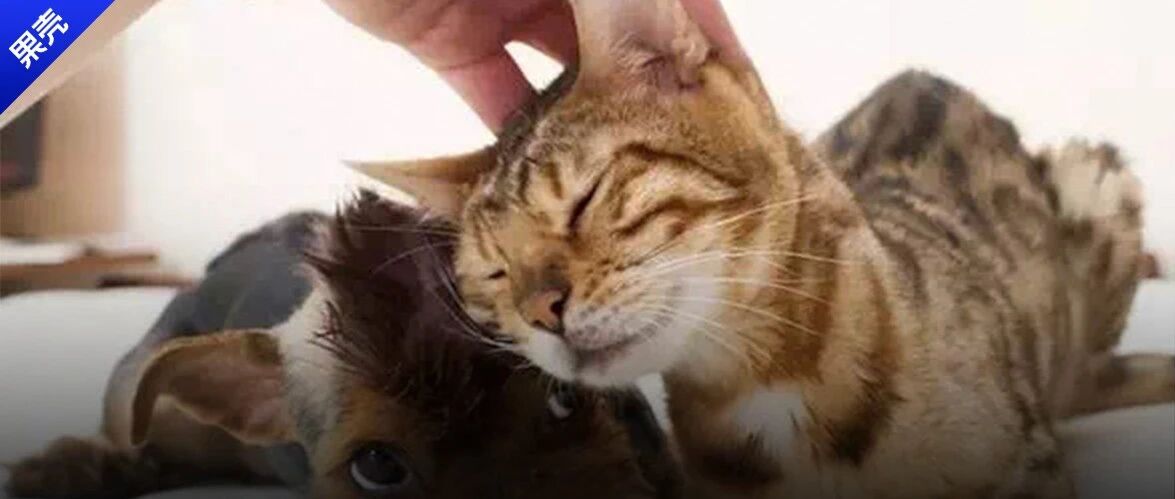 揉猫狗的脑袋它们就一脸满足，是喜欢我吗？别天真了，人类